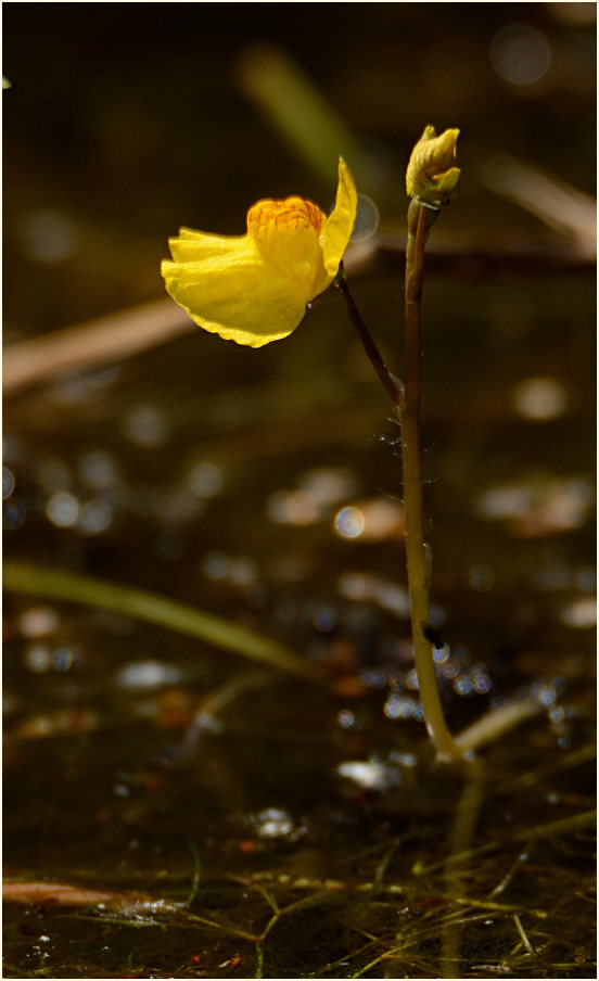 Wasserschlauch (Utricularia)