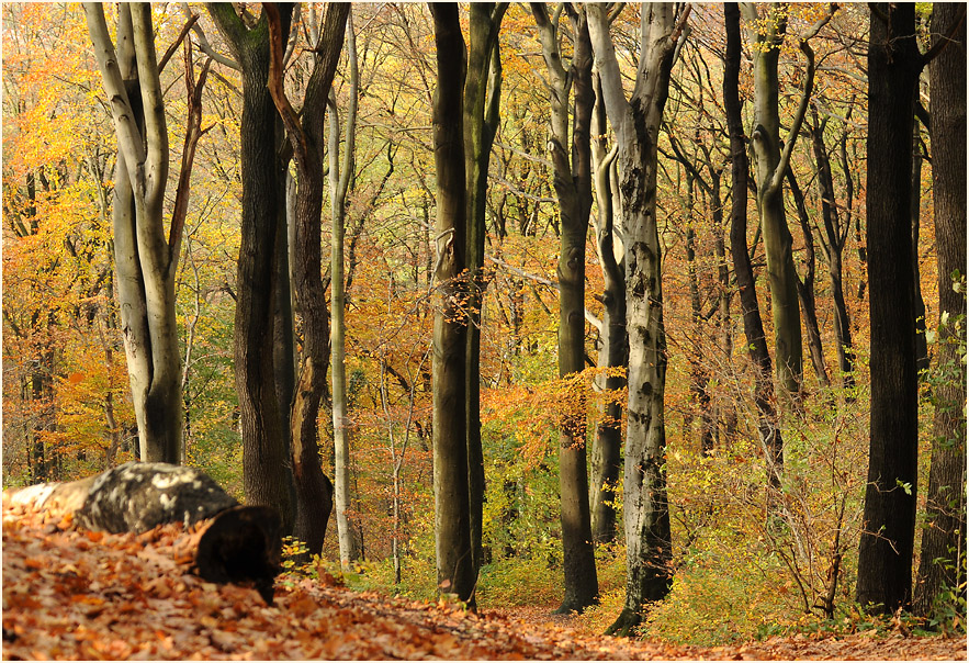 Aaperwald Düsseldorf