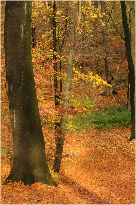 Aaperwald Düsseldorf