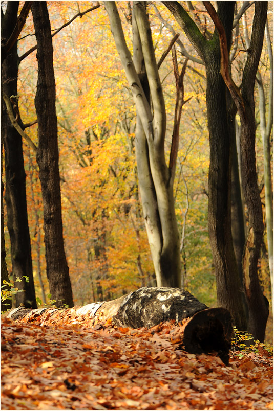 Aaperwald Düsseldorf