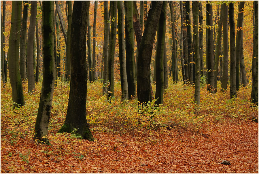Aaperwald D&uuml;sseldorf