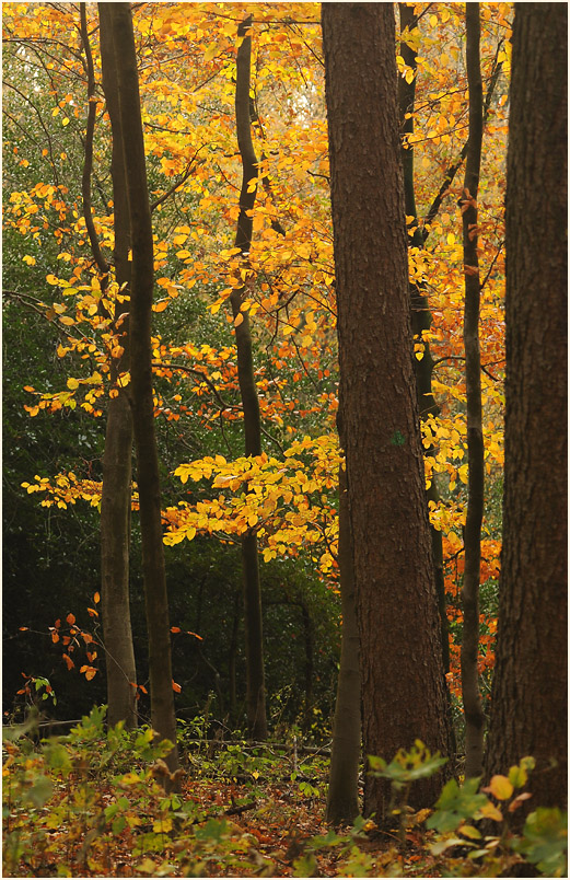 Aaperwald D&uuml;sseldorf