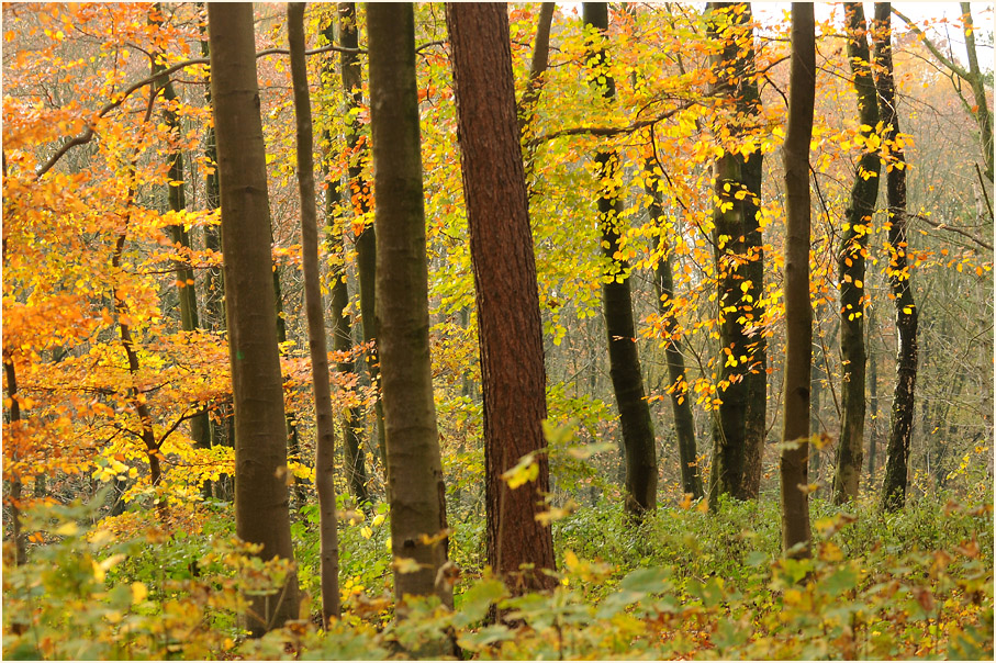 Aaperwald D&uuml;sseldorf