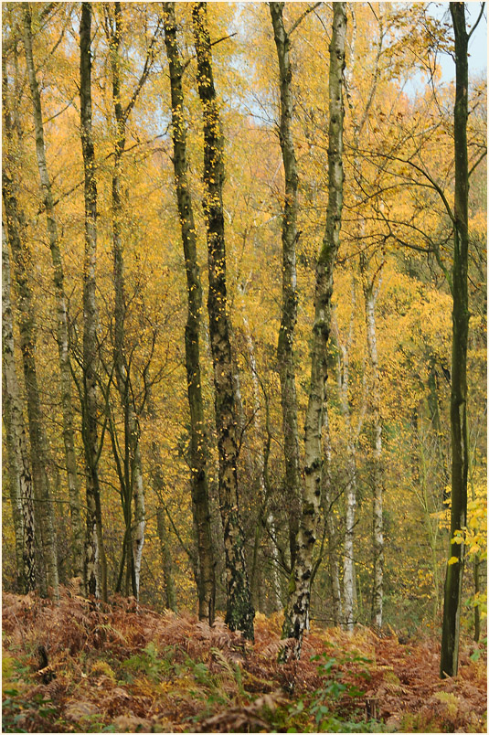 Aaperwald Düsseldorf