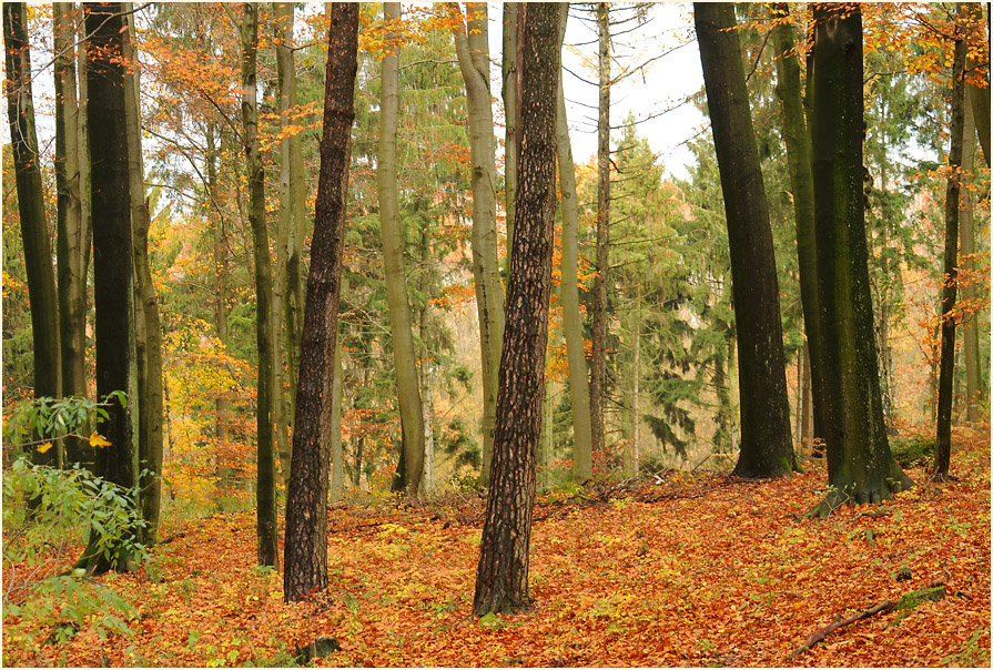 Aaperwald D&uuml;sseldorf