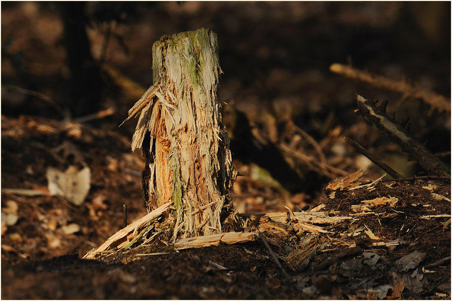 Spechtspuren, Aaperwald D&uuml;sseldorf
