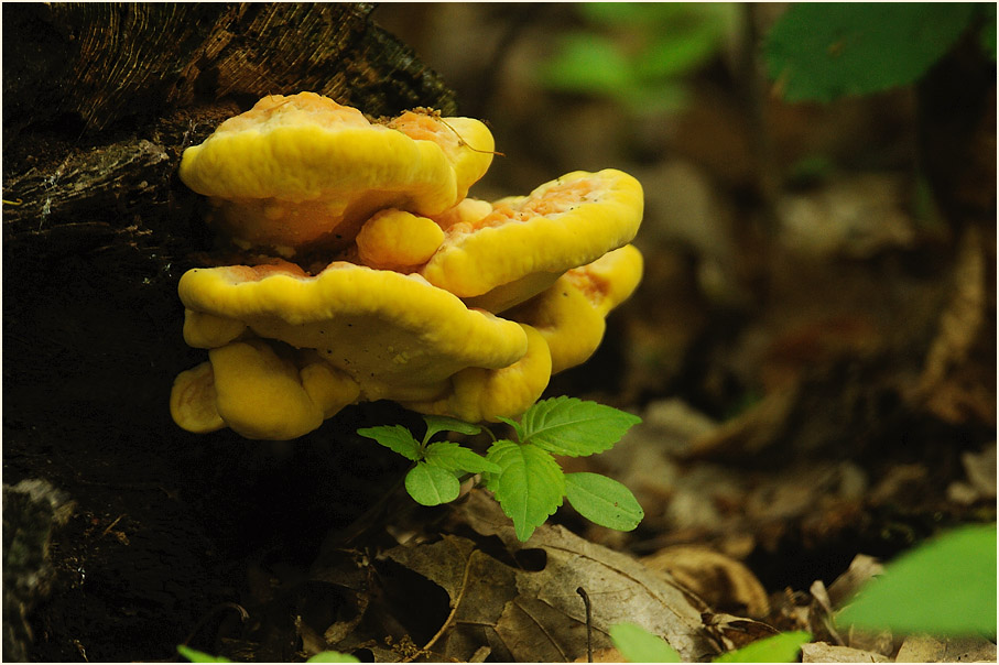 Baumpilz, Aaperwald Düsseldorf