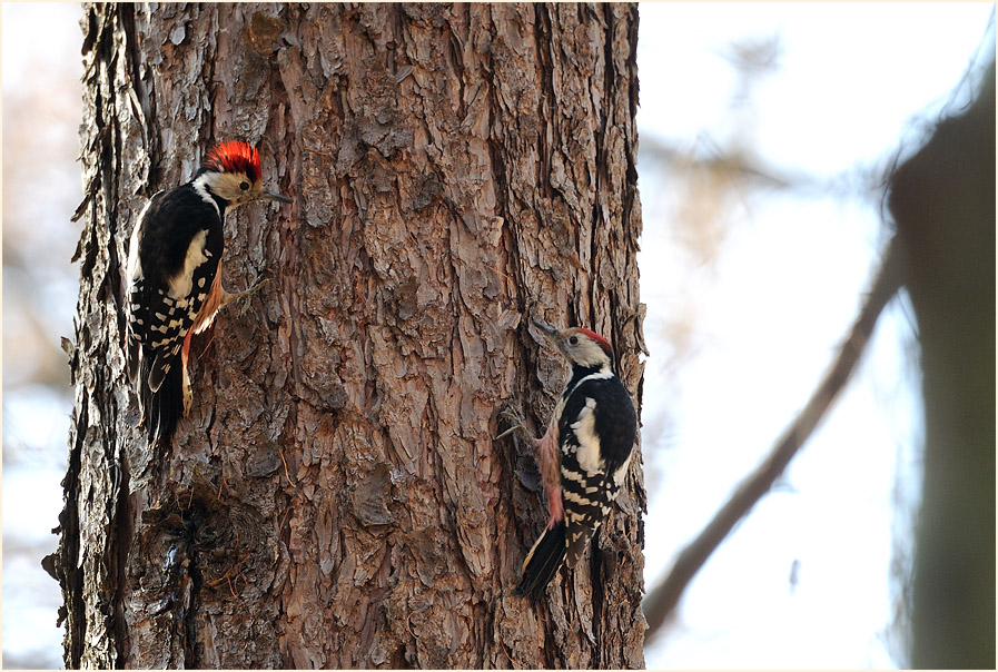 Mittelspecht, Aaperwald Düsseldorf
