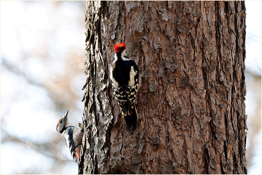 Mittelspecht, Aaperwald D&uuml;sseldorf