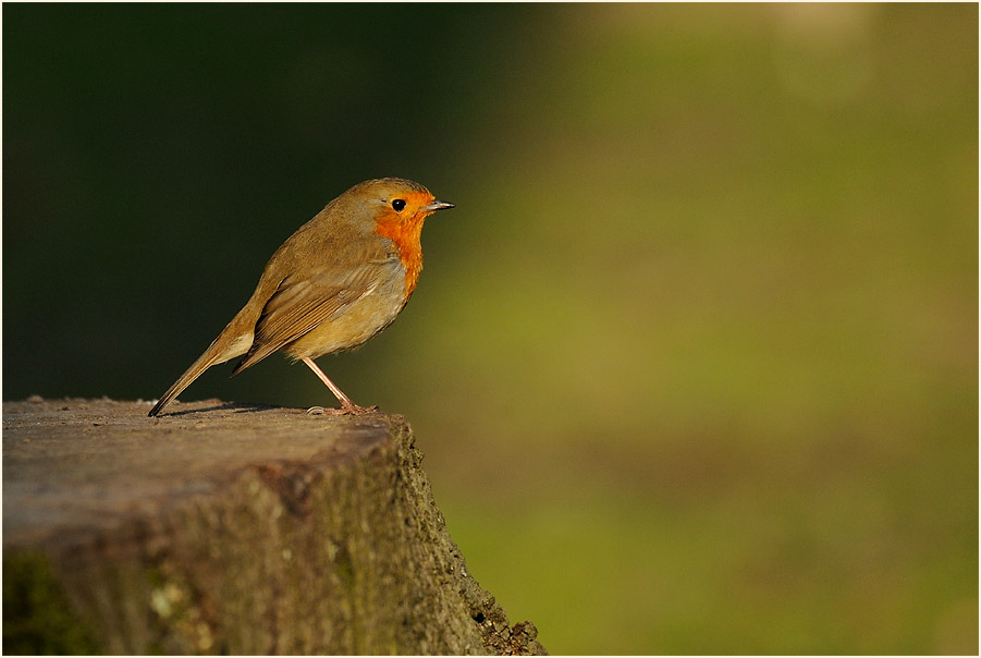 Rotkehlchen, Aaperwald D&uuml;sseldorf