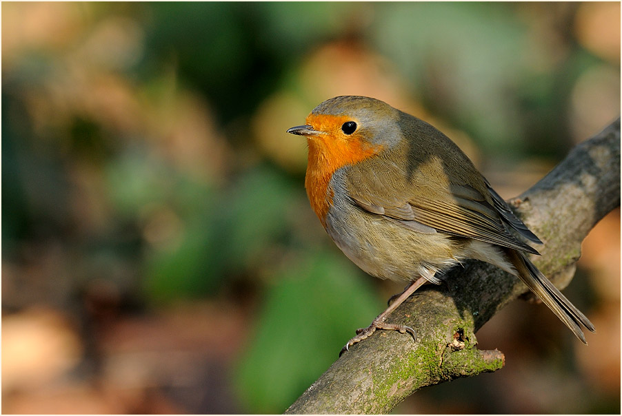 Rotkehlchen, Aaperwald D&uuml;sseldorf