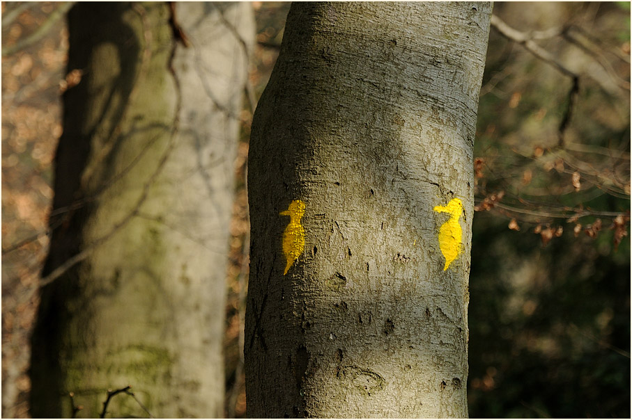 Spechtrevier, Aaperwald D&uuml;sseldorf