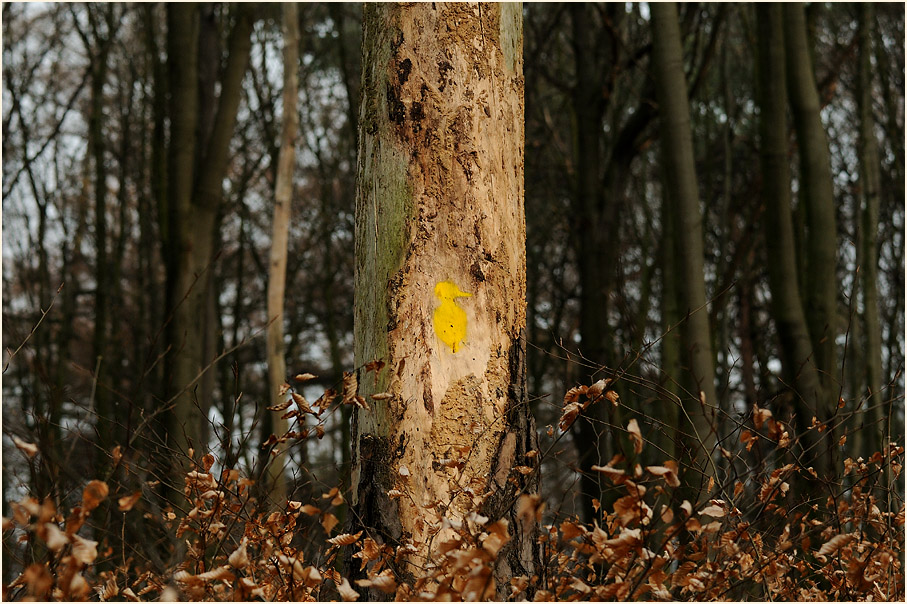 Spechtrevier, Aaperwald D&uuml;sseldorf
