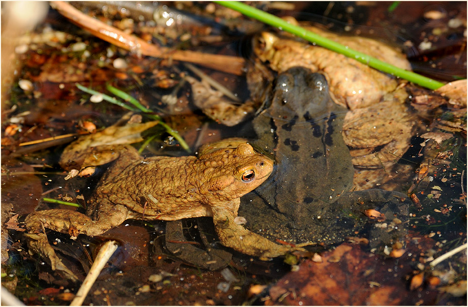 Erdkr&ouml;ten, Aaperwald D&uuml;sseldorf