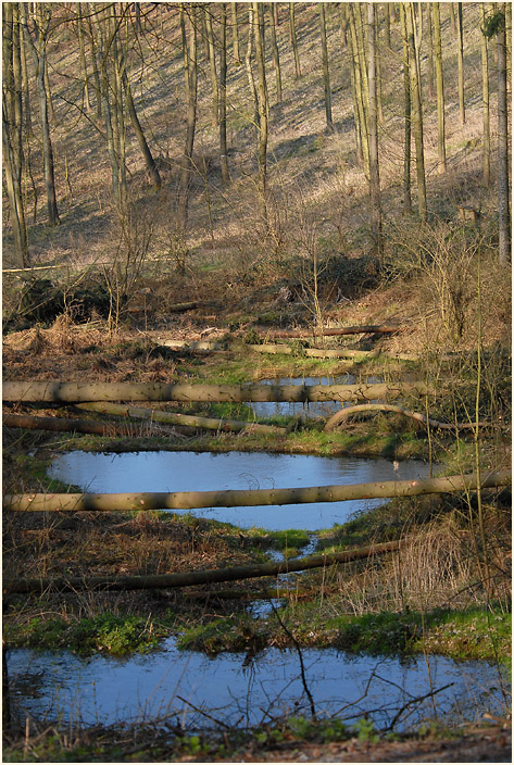 Aaperwald Düsseldorf