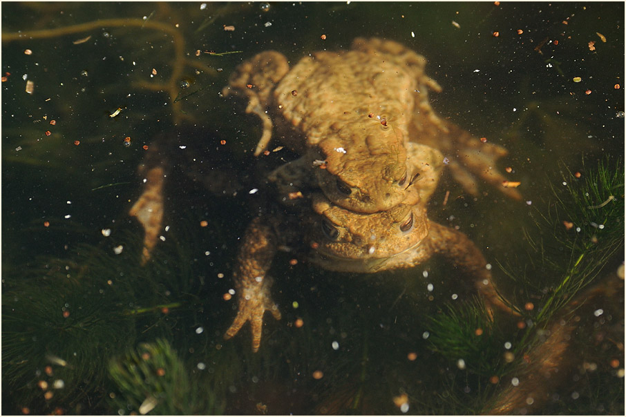 Erdkr&ouml;ten, Aaperwald D&uuml;sseldorf