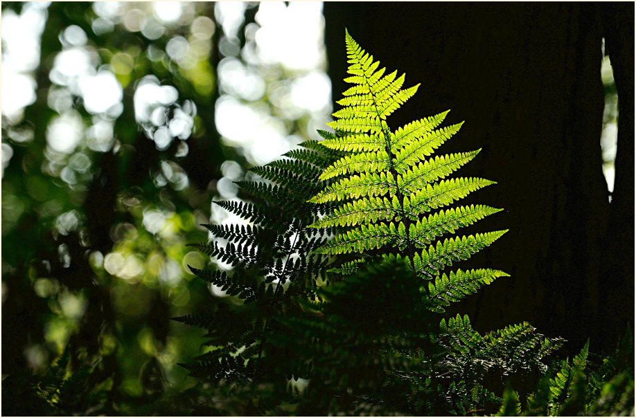 Aaperwald D&uuml;sseldorf