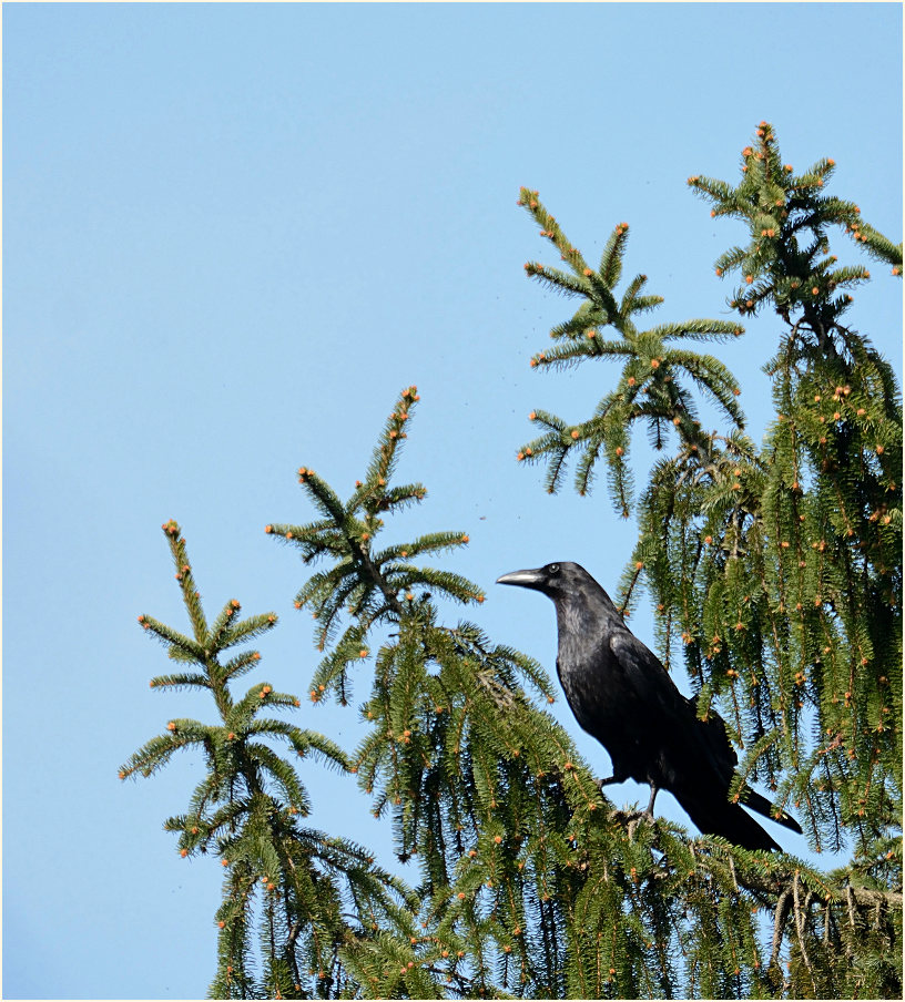 Kolkrabe, Aaperwald D&uuml;sseldorf