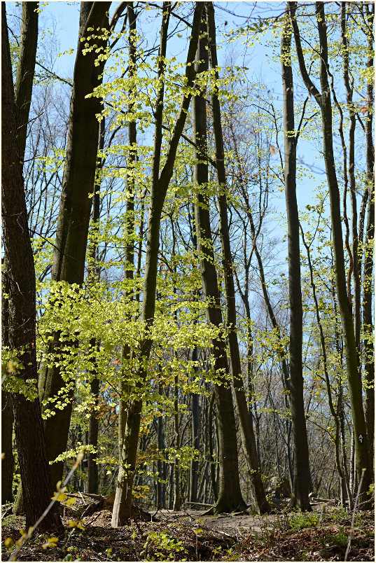 Aaperwald D&uuml;sseldorf