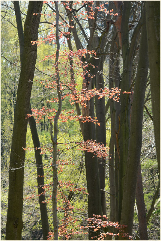 Aaperwald D&uuml;sseldorf
