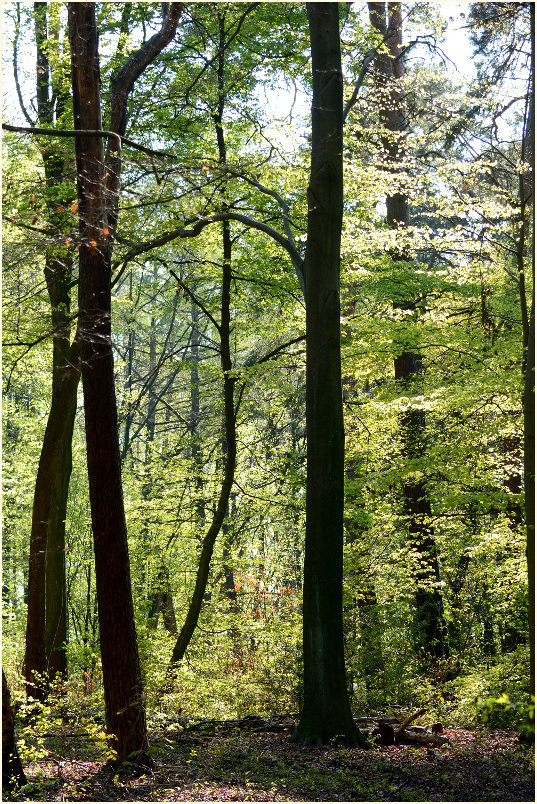 Aaperwald D&uuml;sseldorf