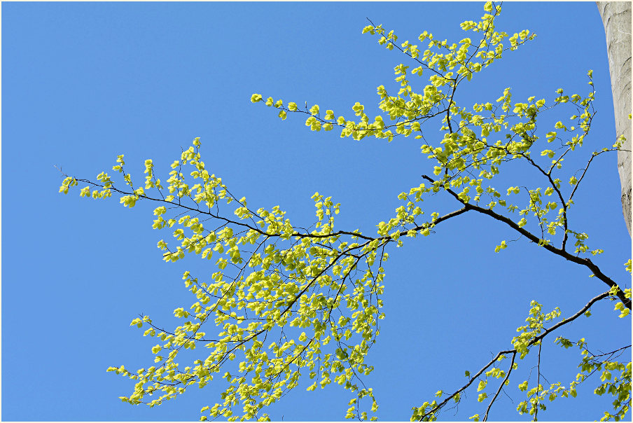 Aaperwald D&uuml;sseldorf