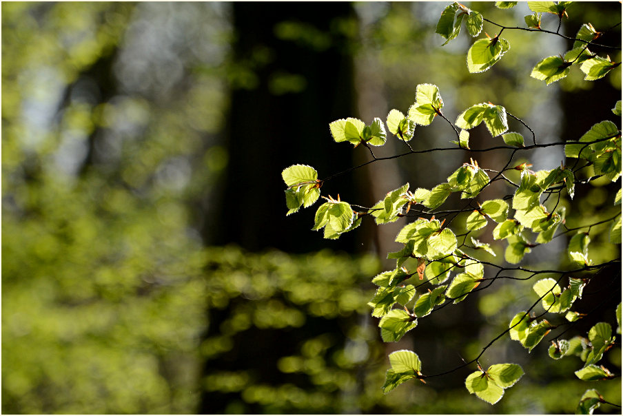 Aaperwald D&uuml;sseldorf