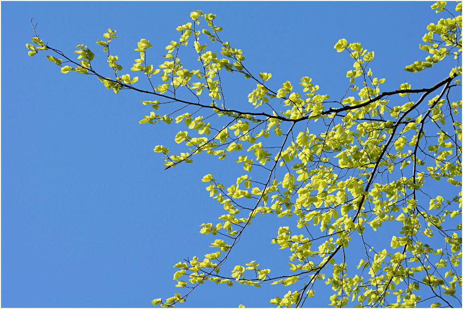 Aaperwald Düsseldorf
