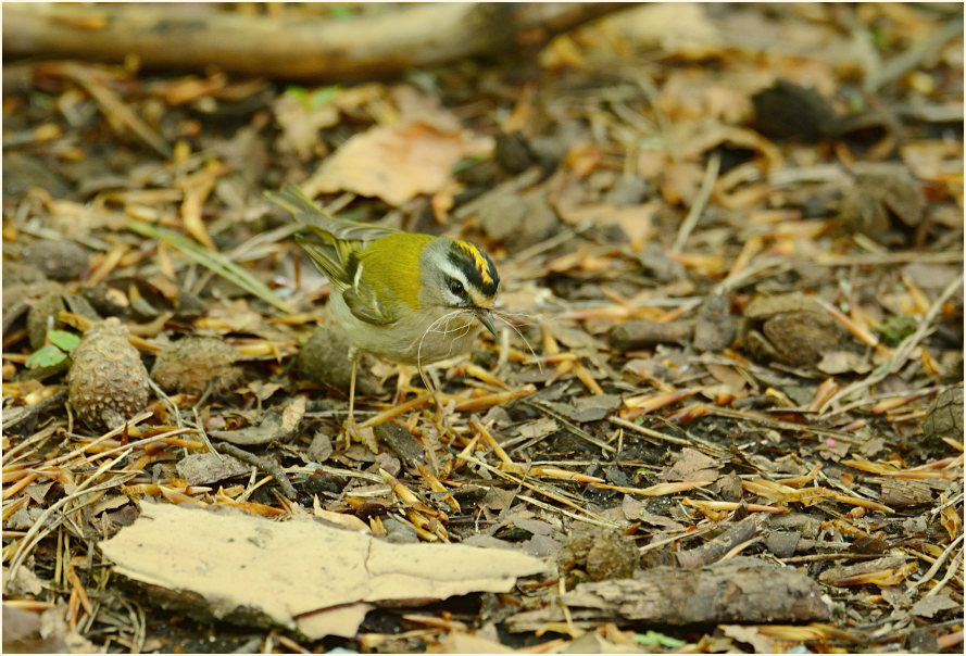 Sommergoldhähnchen, Aaperwald Düsseldorf