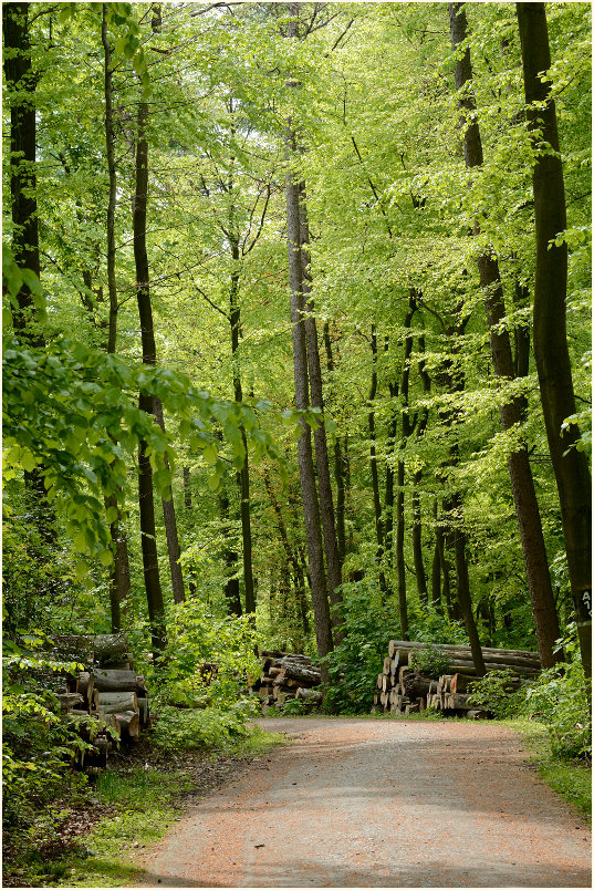 Aaperwald Düsseldorf