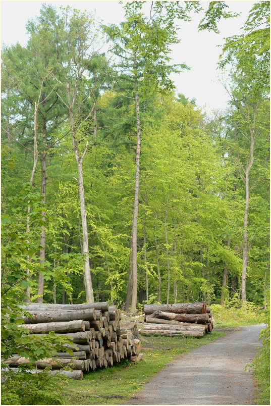 Aaperwald D&uuml;sseldorf
