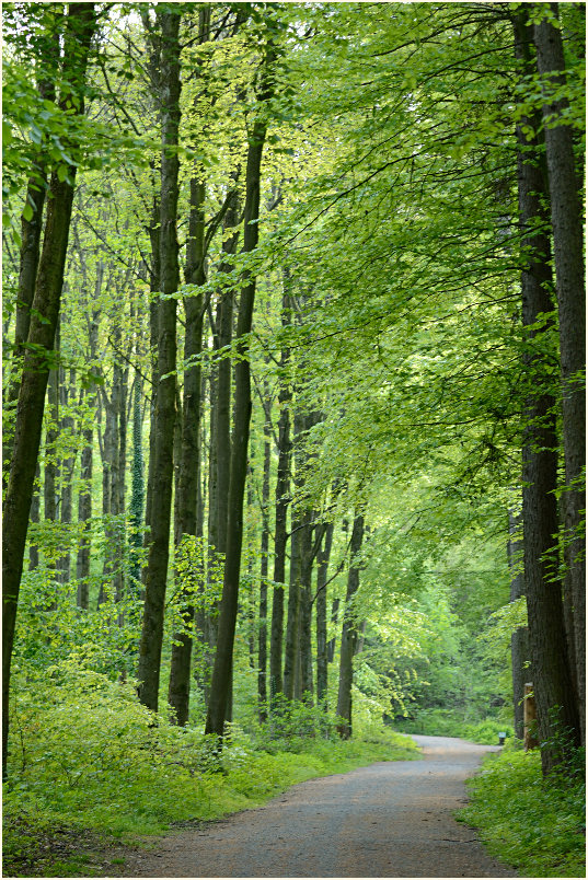 Aaperwald Düsseldorf