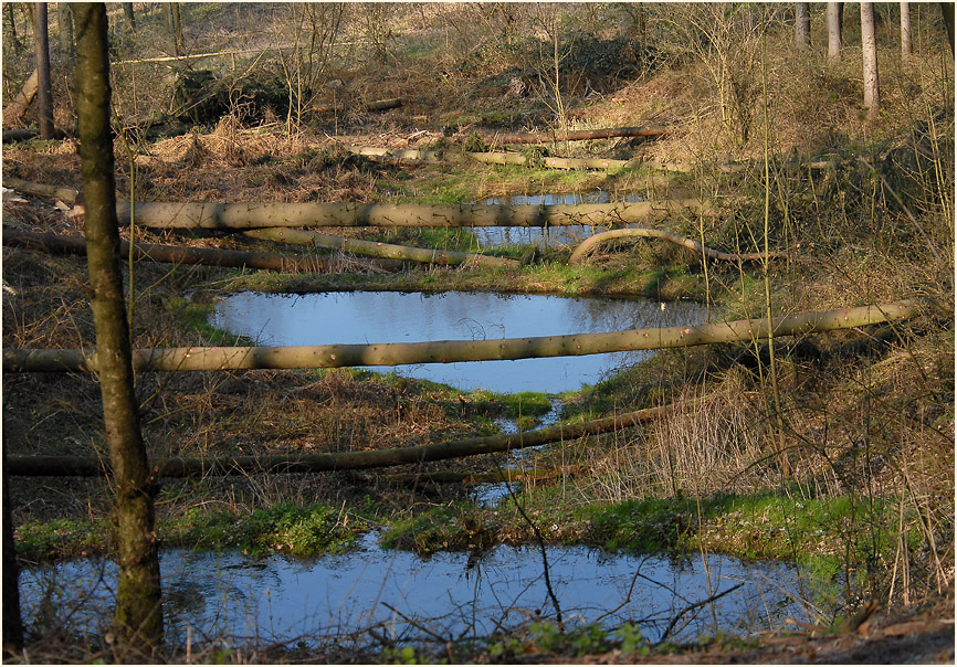 Aaperwald Düsseldorf