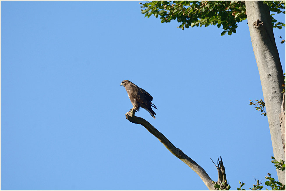 M&auml;usebussard, Aaperwald D&uuml;sseldorf