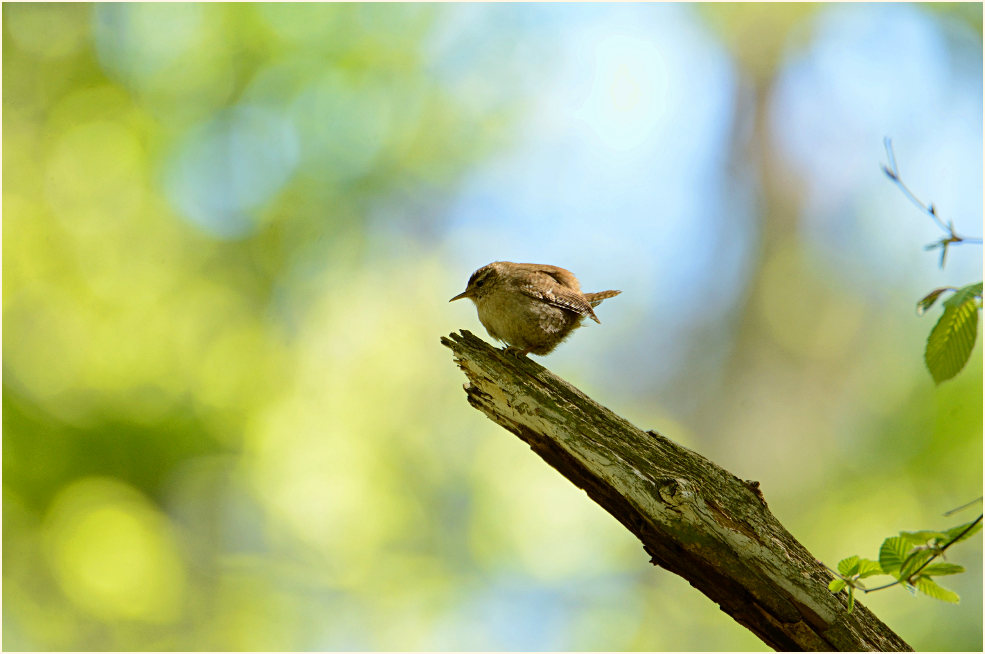 Zaunkönig, Aaperwald Düsseldorf