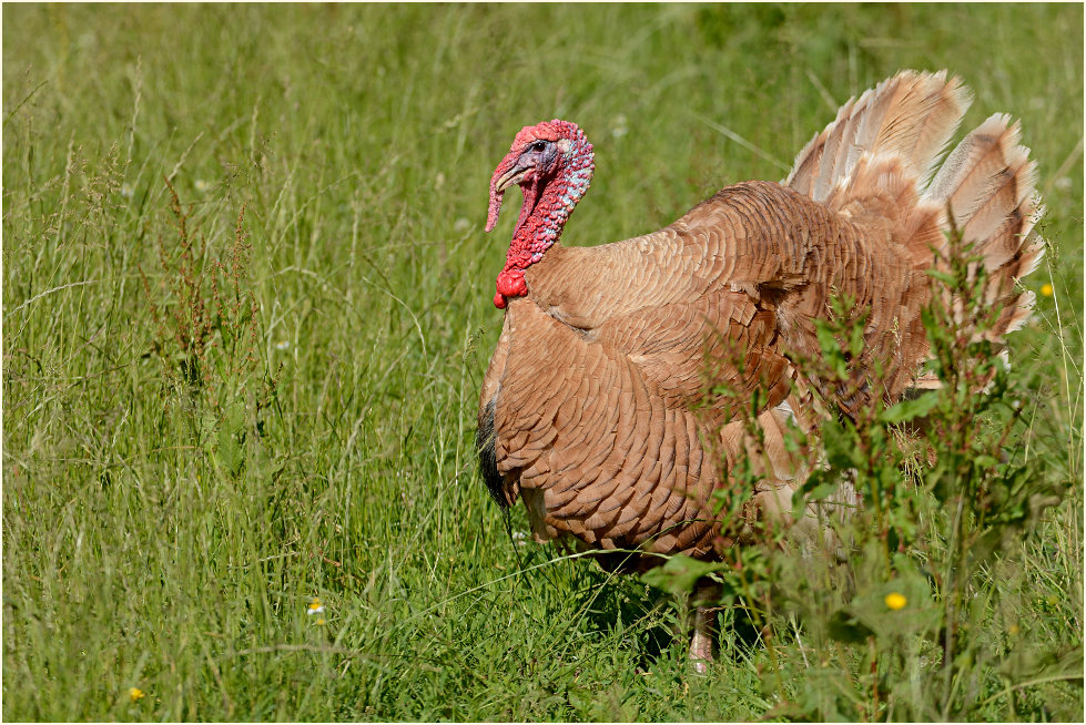 Puter, Aaperwald Düsseldorf