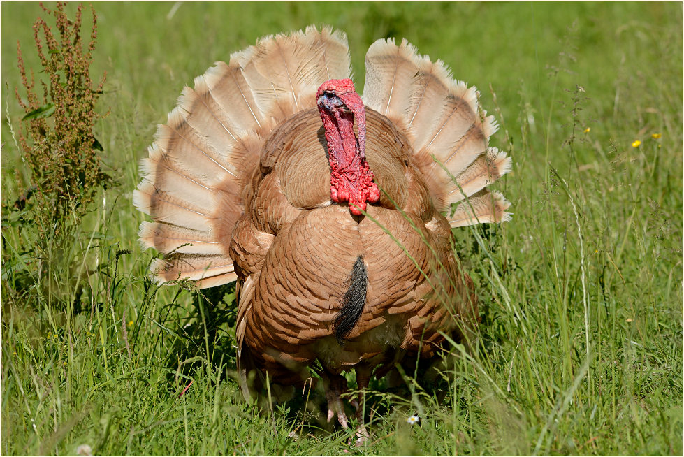 Puter, Aaperwald D&uuml;sseldorf