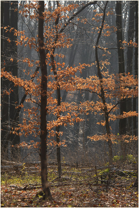 Aaperwald D&uuml;sseldorf