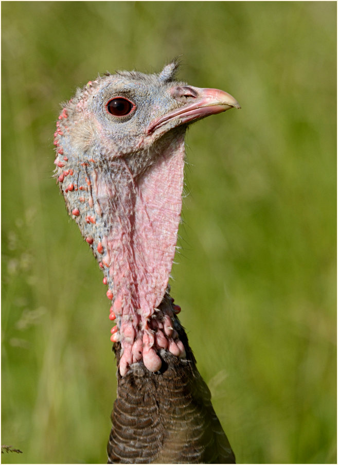 Pute, Aaperwald D&uuml;sseldorf