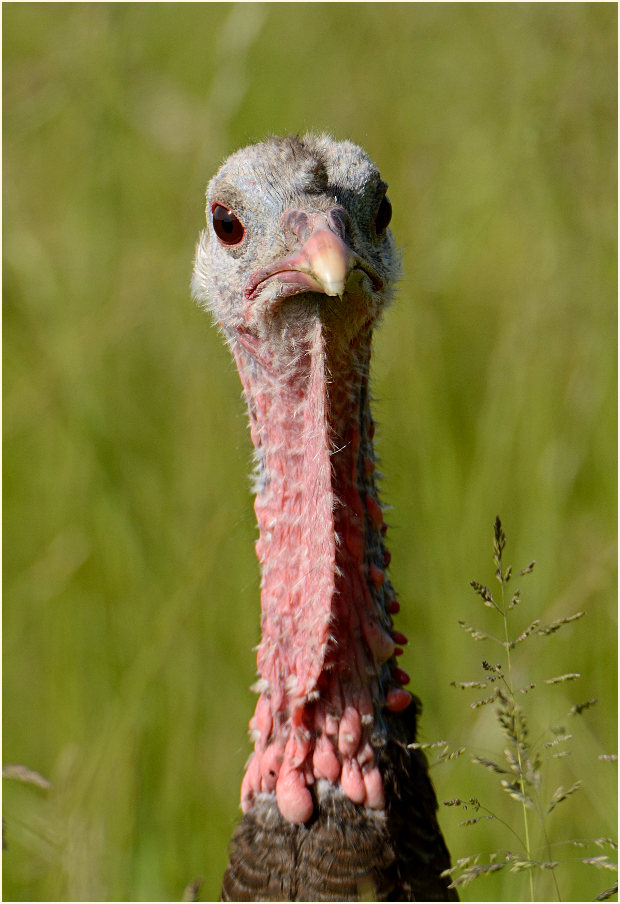 Pute, Aaperwald Düsseldorf