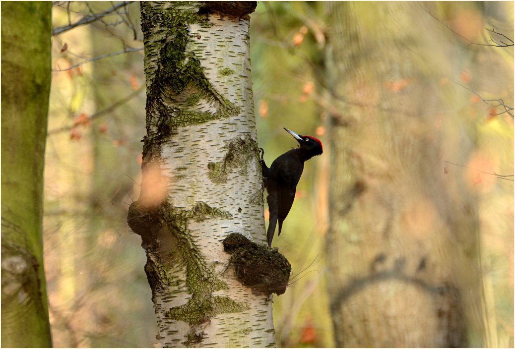 Schwarzspecht, Aaperwald D&uuml;sseldorf