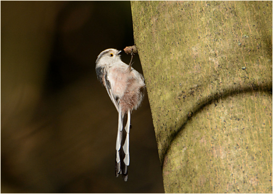 Schwanzmeise, Aaperwald Düsseldorf