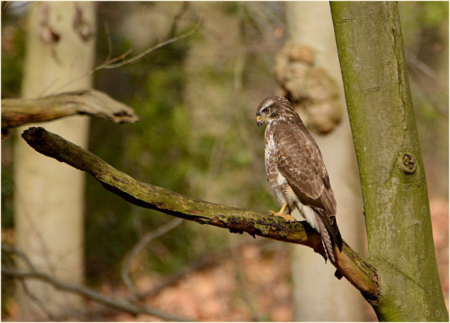 M&auml;usebussard, Aaperwald D&uuml;sseldorf