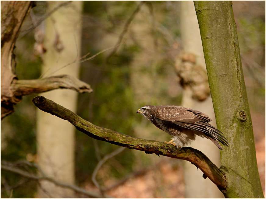 M&auml;usebussard, Aaperwald D&uuml;sseldorf