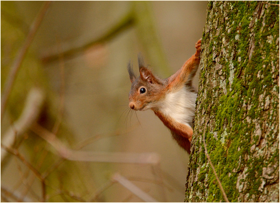 Eichhörnchen, Aaperwald Düsseldorf