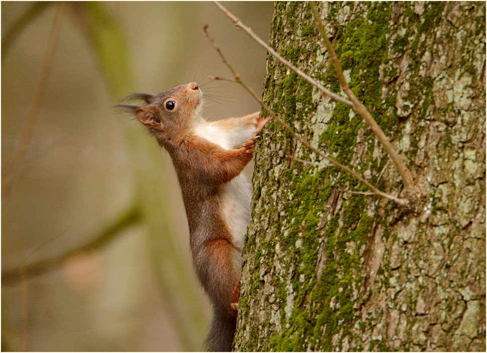 Eichhörnchen, Aaperwald Düsseldorf
