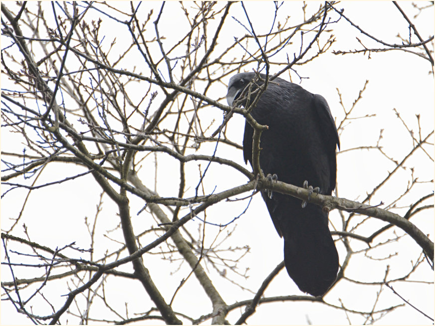 Kolkrabe, Aaperwald Düsseldorf