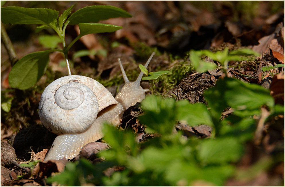 Weinbergschnecke, Aaperwald Düsseldorf