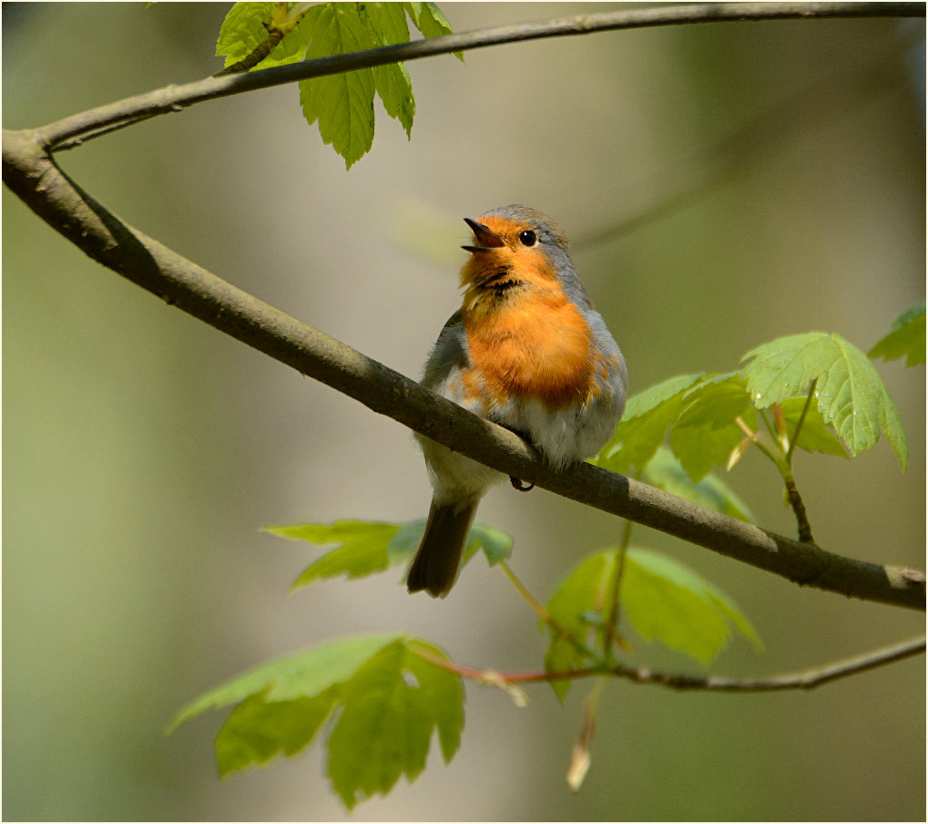 Rotkehlchen, Aaperwald D&uuml;sseldorf
