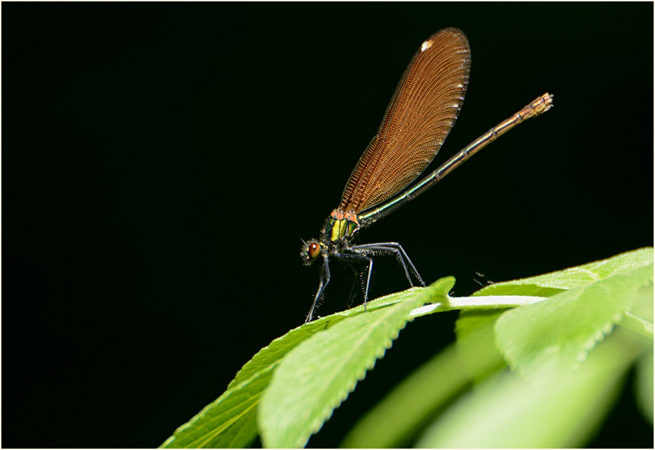 Prachtlibelle, Aaperwald D&uuml;sseldorf